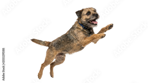 Happy border terrier dog jumping in the air isolated on transparent background