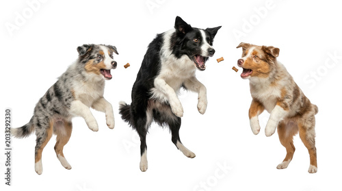 Three dogs jumping to catch treats isolated on transparent background