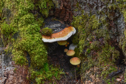Konstfotografi Forest mushrooms growing on a mossy tree trunk