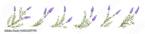Bild auf Leinwand Set of lavender flowers elements
