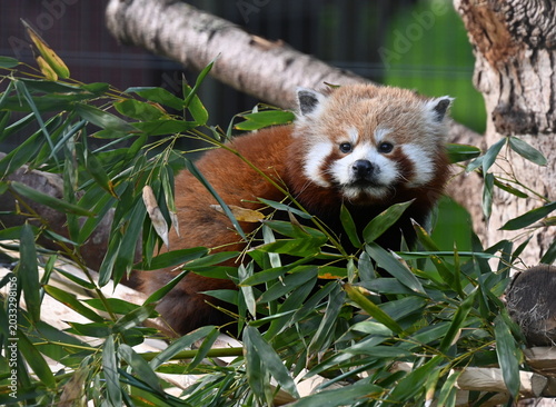 Tierpark Ueckermünde, Roter Panda 2026