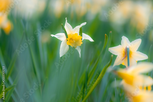 Narzissen auf einer Blumenwiese