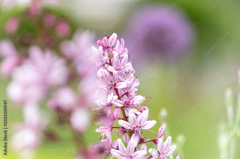 Fototapeta premium Lila Diptam-Blüten im Park