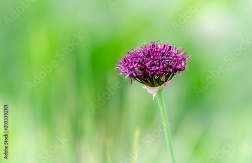 Zierlauch im Garten