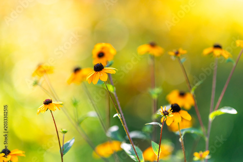 Sonnenhut mit einem Bokeh-Hintergrund