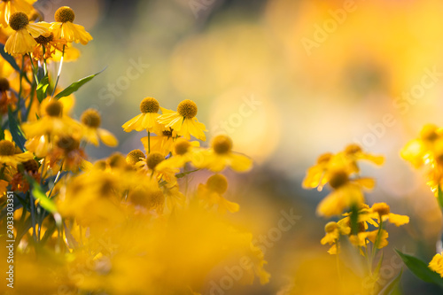 Gelbe Sonnenbraut-Blumen in der Frühlingssonne