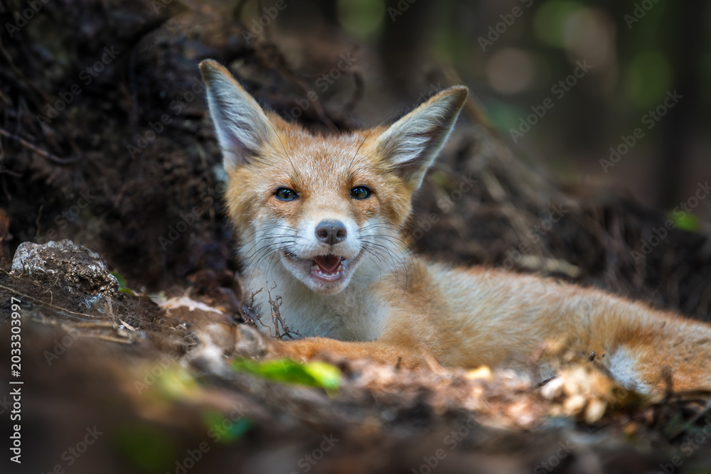 Naklejka premium Red fox, vulpes vulpes in forest. Wild animal in natural environ