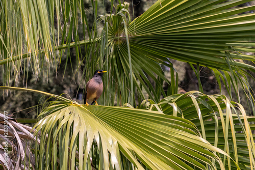 Canvas Print Common Myna bird perched in a palm tree in Israel