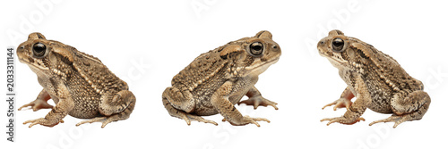 Canvastavla Set and collection of brown wild toad frog amphibian sitting profile view nature