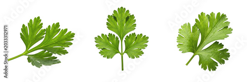 Tableau sur toile Set and collection of fresh vibrant green coriander leaf sprig aromatic cooking