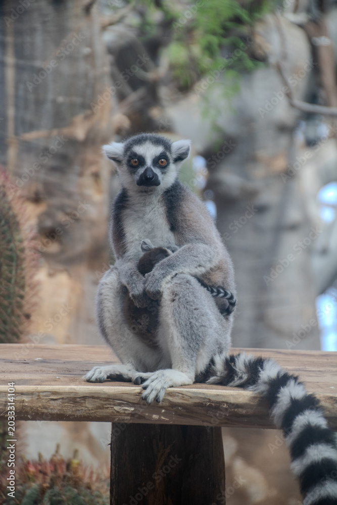 Fototapeta premium ring tailed lemur