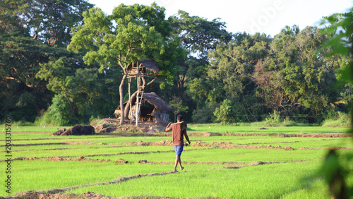 Mirador de elefantes, Agricultura tradicional en Kubukkadanwala, Dambulla (Sri Lanka)