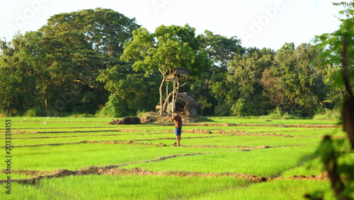 Mirador de elefantes, Agricultura tradicional en Kubukkadanwala, Dambulla (Sri Lanka)