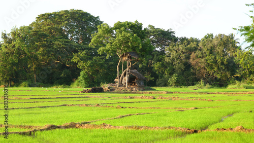 Mirador de elefantes, Agricultura tradicional en Kubukkadanwala, Dambulla (Sri Lanka)