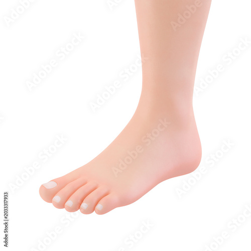 Detailed anatomy of the realistic human foot model - transparent background