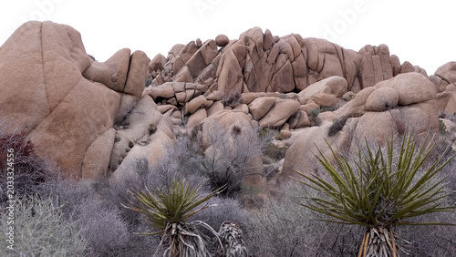Foto A travel to joshua tree national park at 
california state of usa
