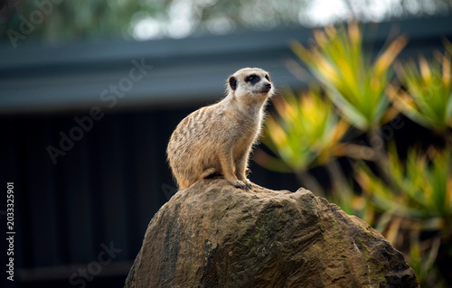 Foto Meerkat (Suricata suricatta)