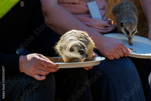 Fotografi Meerkat (Suricata suricatta)