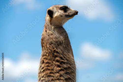 Photography Meerkat (Suricata suricatta)