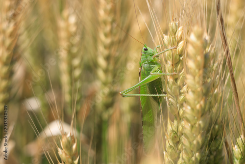 A large grasshopper sitting on ripening grain on a large field in summer