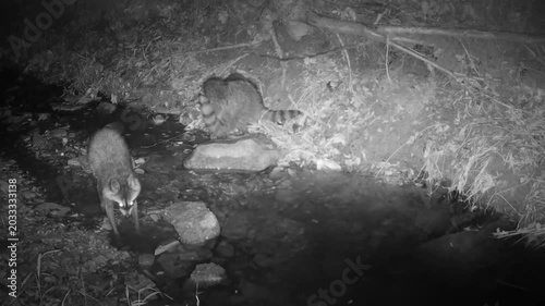 Two baby raccoons having a fierce play fight on the bank of a small creek on a fall night, while their mother keeps looking for food