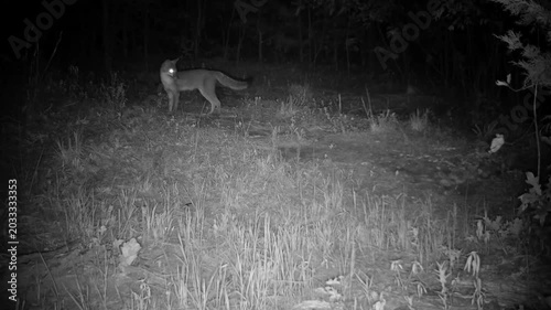 Young gray fox crossing an opening on a fall night, getting spooked for a moment, then moving off to the right