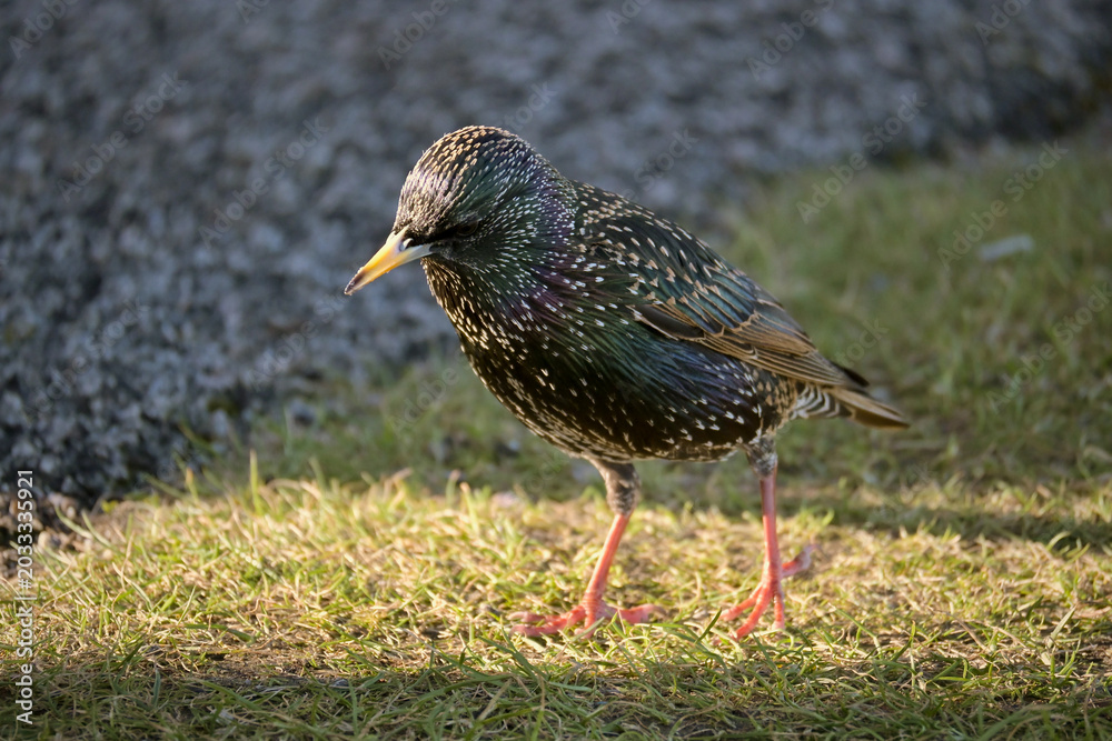 Фотография Peckish Starling