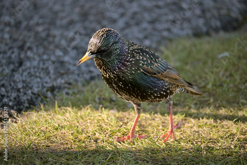 Photos Peckish Starling