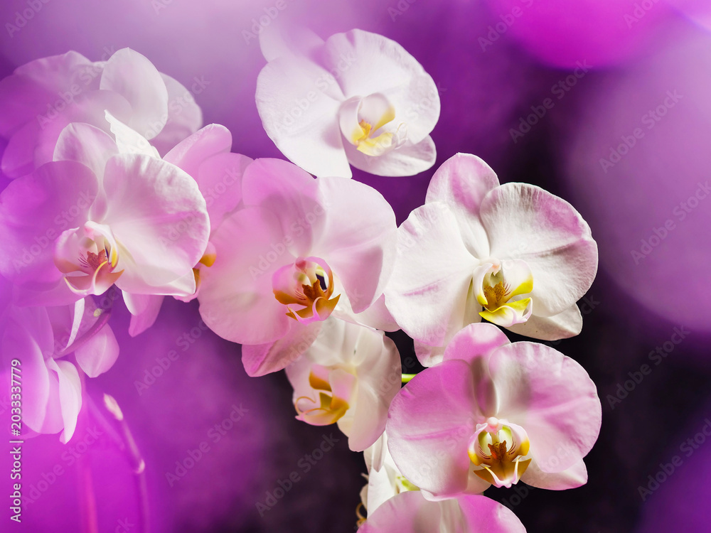 Obraz premium A bunch of white and pink flowers are lit up in a purple background. The flowers are arranged in a way that they are all facing the same direction, creating a sense of unity and harmony