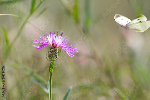 Centaurea stoebe. Pieris rapae. white butterfly flies over pink wildflowers. summer season. beautiful delicate butterfly on a flower close-up. Blurred light background. insects in nature, macro photo.