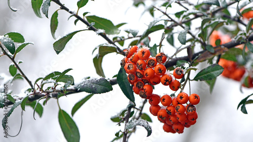 Canvas-taulu Winter rowan tree under snow close-up