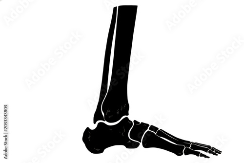 Foto Human Foot Skeleton: A black silhouette illustrates the intricate bone structure of the human foot and ankle, showcasing the tarsals, metatarsals, and phalanges in precise anatomical detail