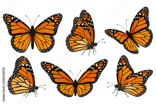 Collection of six monarch butterflies in various poses and angles on a white background