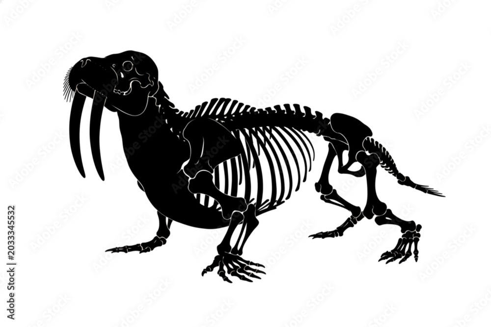 Fototapeta premium Walrus Skeleton: A detailed depiction of a walrus skeleton, showcasing its bone structure, tusks, and overall anatomy.