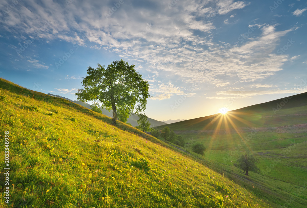 Obraz premium Lone Tree on Green Hill Slope at Sunrise, Beautiful Morning Nature Landscape with Sun