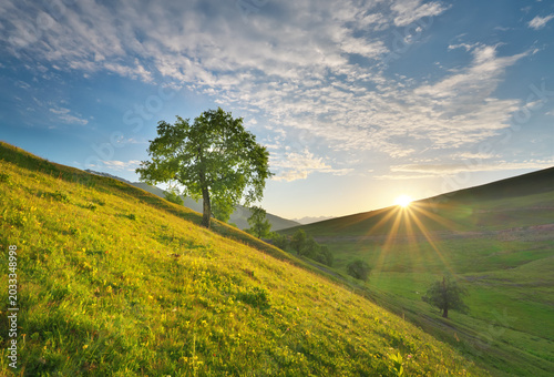 Lone Tree on Green Hill Slope at Sunrise, Beautiful Morning Nature Landscape with Sun