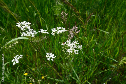 Rare sawfly diving headfirst in cow parsley. Sawfly (Athalia bicolor) jumping headfirst in cow parsley (Anthriscus sylvestris).