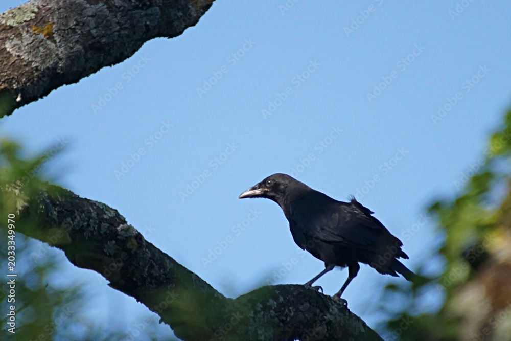 Fototapeta premium Corbeau noir