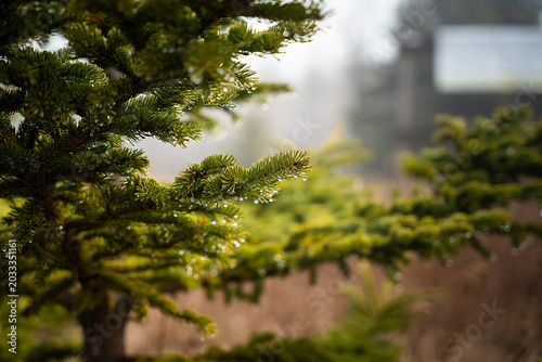 Fotografie Drops of Fir