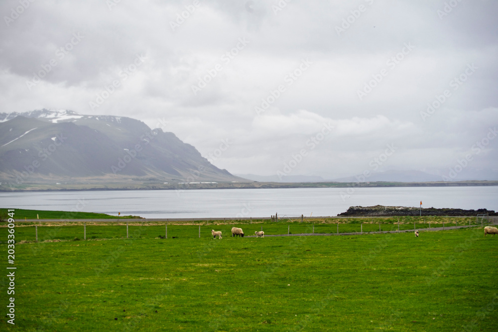 Fototapeta premium Sheep grazing on green field near coastline with mountains in Akranes, Iceland