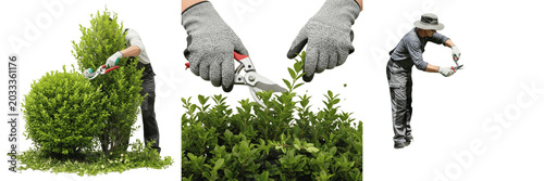 Foto Set and collection of professional gardener hands wearing protective gloves trim