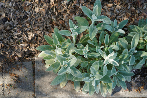 Obraz na płótnie Close-up of Stachys byzantina (lamb’s ear) featuring soft silvery-gray velvety l