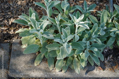 Tableau sur toile Close-up of Stachys byzantina (lamb’s ear) featuring soft silvery-gray velvety l