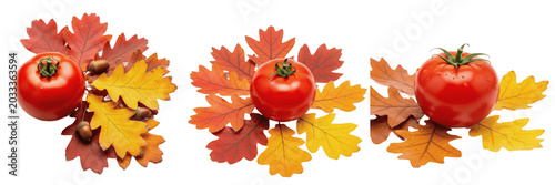 Obraz na płótnie Set and collection of crisp autumn maple leaves surrounding a fresh whole red to