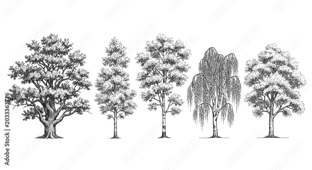 Fototapeta premium various hand-drawn trees including oak birch and weeping willow in black and white