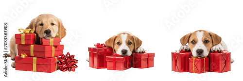 Quadro su tela Set and collection of cute adorable beagle puppy dog sitting inside bright red h