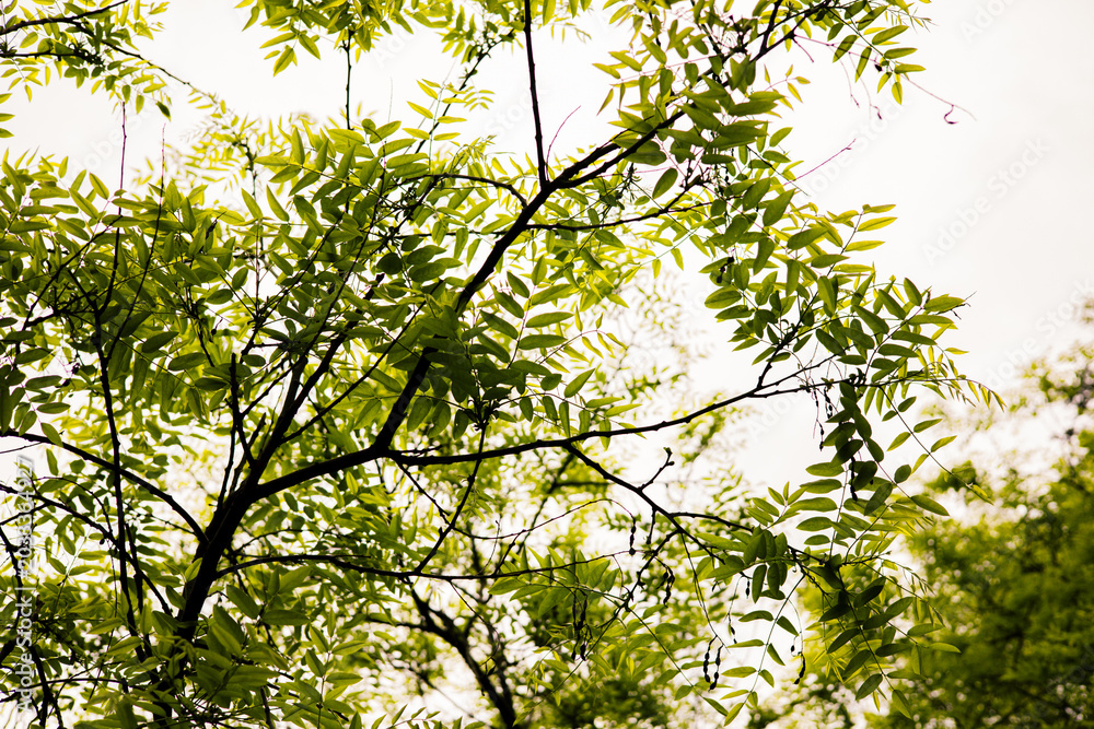 Fototapeta premium Soft focus view of lush green tree crowns creating a natural canopy in spring forest. Atmospheric nature background with organic textures calming mood and cinematic outdoor aesthetic. Fresh greenery.