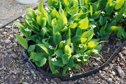 Foto Close-up of Convallaria majalis (lily of the valley) featuring delicate white be