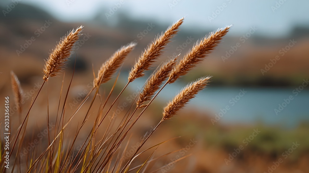 Obraz premium Close up view of dry golden grasses and reeds creating a warm rustic texture in a natural landscape
