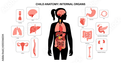 Bild auf Leinwand Human internal organs